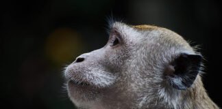 Absolute Best Budget Lenses